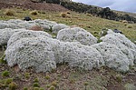 Tephrocactus floccosus Oroya to Matucana 4400m Peru_Chile 2014_0510.jpg